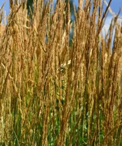 Fast Growing Trees Karl Foerster Grass Ornamental Grasses 8 Fast Growing Trees Karl Foerster Grass Ornamental Grasses