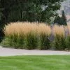 Fast Growing Trees Karl Foerster Grass Ornamental Grasses 2 Fast Growing Trees Karl Foerster Grass Ornamental Grasses
