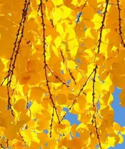 Fast Growing Trees See All Shade Trees Katsura Tree 8 Fast Growing Trees See All Shade Trees Katsura Tree