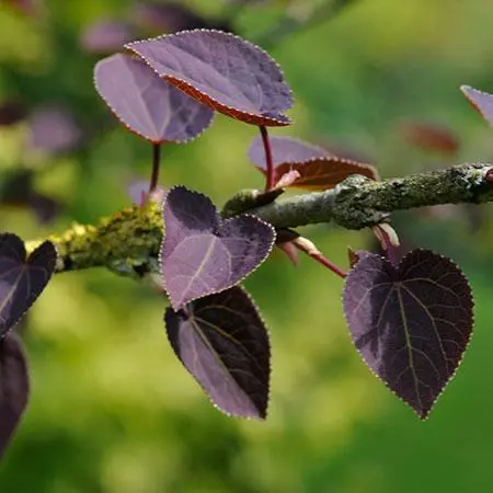 Fast Growing Trees See All Shade Trees Katsura Tree 6 Fast Growing Trees See All Shade Trees Katsura Tree