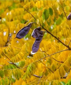 Fast Growing Trees See All Shade Trees Kentucky Coffeetree 9 Fast Growing Trees See All Shade Trees Kentucky Coffeetree