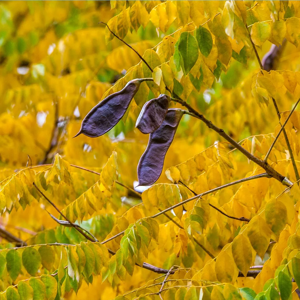 Fast Growing Trees See All Shade Trees Kentucky Coffeetree 6 Fast Growing Trees See All Shade Trees Kentucky Coffeetree