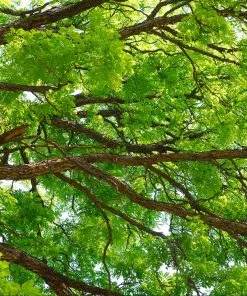 Fast Growing Trees See All Shade Trees Kentucky Coffeetree 8 Fast Growing Trees See All Shade Trees Kentucky Coffeetree