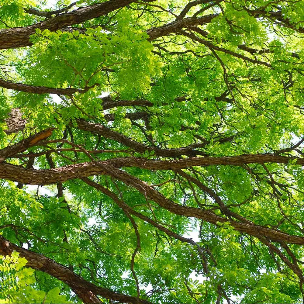 Fast Growing Trees See All Shade Trees Kentucky Coffeetree 5 Fast Growing Trees See All Shade Trees Kentucky Coffeetree