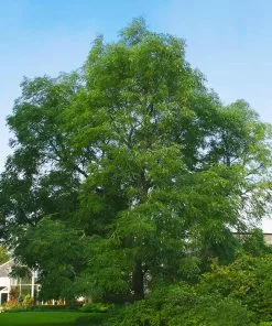 Fast Growing Trees See All Shade Trees Kentucky Coffeetree