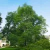 Fast Growing Trees See All Shade Trees Kentucky Coffeetree 1 Fast Growing Trees See All Shade Trees Kentucky Coffeetree