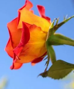 Fast Growing Trees Ketchup & Mustard Rose Tree 9 Fast Growing Trees Ketchup & Mustard Rose Tree