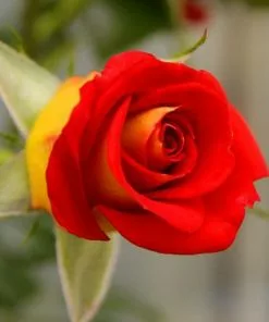 Fast Growing Trees Ketchup & Mustard Rose Tree 11 Fast Growing Trees Ketchup & Mustard Rose Tree