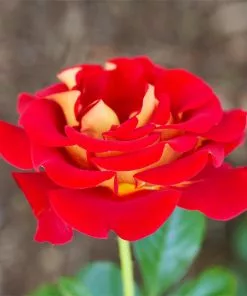 Fast Growing Trees Roses Ketchup And Mustard Rose Shrub 7 Fast Growing Trees Roses Ketchup And Mustard Rose Shrub