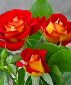 Fast Growing Trees Roses Ketchup And Mustard Rose Shrub