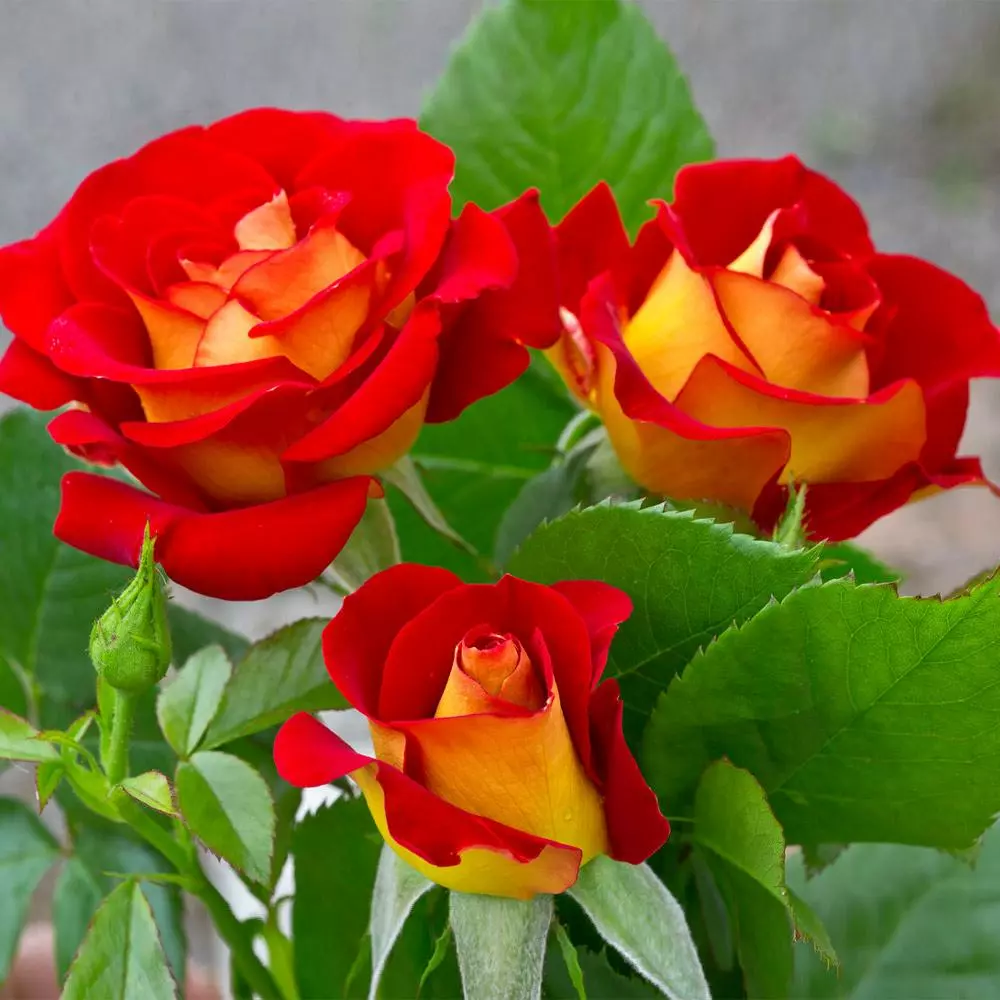 Fast Growing Trees Roses Ketchup And Mustard Rose Shrub 4 Fast Growing Trees Roses Ketchup And Mustard Rose Shrub