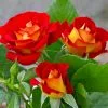 Fast Growing Trees Roses Ketchup And Mustard Rose Shrub 2 Fast Growing Trees Roses Ketchup And Mustard Rose Shrub