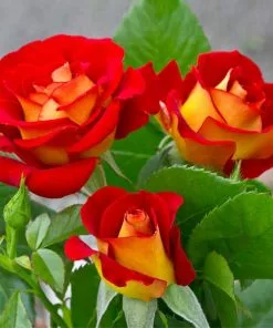 Fast Growing Trees Roses Ketchup And Mustard Rose Shrub