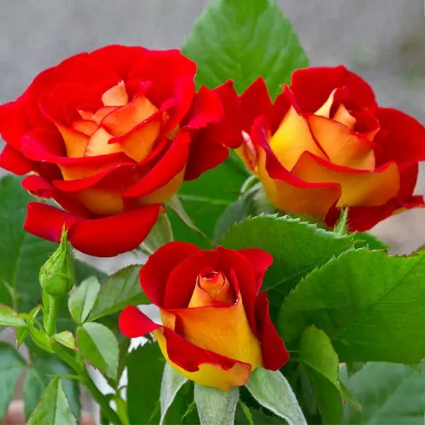 Fast Growing Trees Roses Ketchup And Mustard Rose Shrub 3 Fast Growing Trees Roses Ketchup And Mustard Rose Shrub