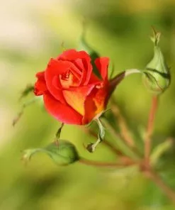 Fast Growing Trees Ketchup & Mustard Rose Tree 10 Fast Growing Trees Ketchup & Mustard Rose Tree