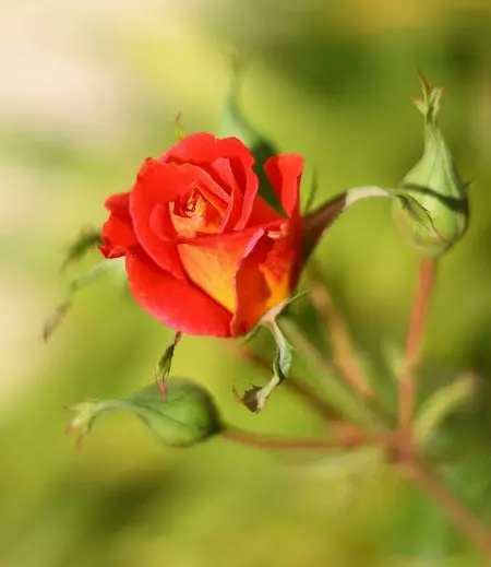 Fast Growing Trees Ketchup & Mustard Rose Tree 6 Fast Growing Trees Ketchup & Mustard Rose Tree