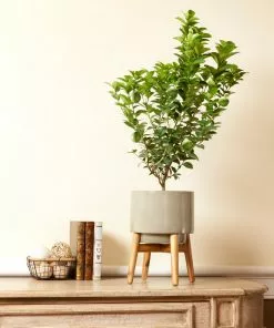 Fast Growing Trees Key Lime Bush Citrus Trees