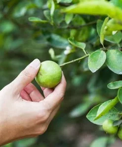 Fast Growing Trees Key Lime Tree - USDA Organic Citrus Trees 10 Fast Growing Trees Key Lime Tree - USDA Organic Citrus Trees