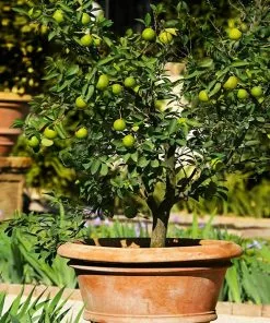 Fast Growing Trees Key Lime Tree - USDA Organic Citrus Trees