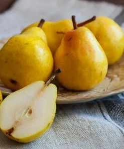 Fast Growing Trees Kieffer Pear Tree 11 Fast Growing Trees Kieffer Pear Tree