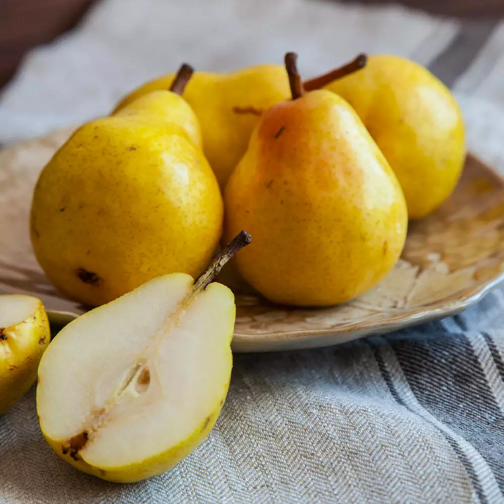 Fast Growing Trees Kieffer Pear Tree 6 Fast Growing Trees Kieffer Pear Tree