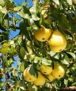 Fast Growing Trees 5-in-1 Pear Surprise Tree 11 Fast Growing Trees 5-in-1 Pear Surprise Tree