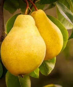 Fast Growing Trees 4-in-1 Pear Surprise Tree Pear Trees 11 Fast Growing Trees 4-in-1 Pear Surprise Tree Pear Trees