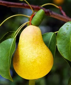 Fast Growing Trees Kieffer Pear Tree