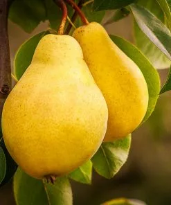 Fast Growing Trees Pear Trees Kieffer Pear Tree