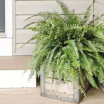 Fast Growing Trees Kimberly Queen Fern Our Newest Arrivals 3 Fast Growing Trees Kimberly Queen Fern Our Newest Arrivals