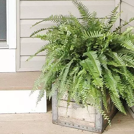 Fast Growing Trees Kimberly Queen Fern Our Newest Arrivals 4 Fast Growing Trees Kimberly Queen Fern Our Newest Arrivals