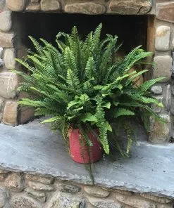 Fast Growing Trees Kimberly Queen Fern Our Newest Arrivals 11 Fast Growing Trees Kimberly Queen Fern Our Newest Arrivals