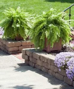 Fast Growing Trees Kimberly Queen Fern Our Newest Arrivals 13 Fast Growing Trees Kimberly Queen Fern Our Newest Arrivals