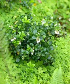 Fast Growing Trees Kinnikinnick Emerald Carpet See All Evergreen & Privacy Trees 7 Fast Growing Trees Kinnikinnick Emerald Carpet See All Evergreen & Privacy Trees