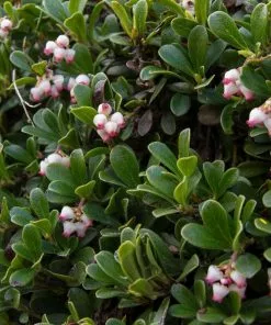 Fast Growing Trees Kinnikinnick Emerald Carpet See All Evergreen & Privacy Trees 6 Fast Growing Trees Kinnikinnick Emerald Carpet See All Evergreen & Privacy Trees