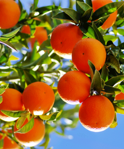 Fast Growing Trees Citrus Trees Kinnow Mandarin Tree 7 Fast Growing Trees Citrus Trees Kinnow Mandarin Tree