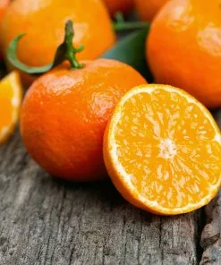 Fast Growing Trees Kishu Mandarin Tree (Seedless) Citrus Trees 10 Fast Growing Trees Kishu Mandarin Tree (Seedless) Citrus Trees
