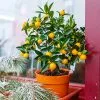 Fast Growing Trees Kishu Mandarin Tree 1 Fast Growing Trees Kishu Mandarin Tree