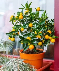 Fast Growing Trees Kishu Mandarin Tree