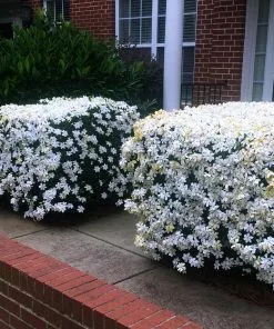 Fast Growing Trees Kleim's Hardy Gardenia Shrub