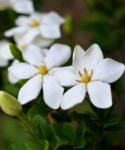 Fast Growing Trees Kleim's Hardy Gardenia Shrub 7 Fast Growing Trees Kleim's Hardy Gardenia Shrub