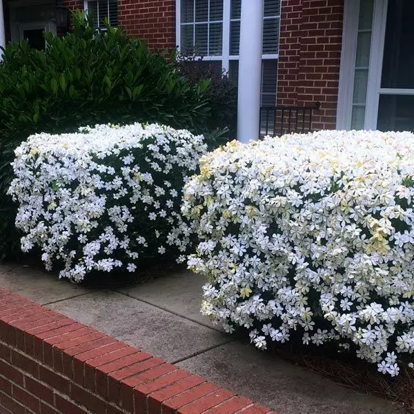 Fast Growing Trees Kleim's Hardy Gardenia Shrub 3 Fast Growing Trees Kleim's Hardy Gardenia Shrub