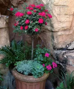 Fast Growing Trees Rose Trees Knock Out® Rose Tree