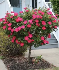 Fast Growing Trees Rose Trees Knock Out® Rose Tree