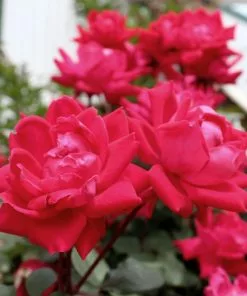 Fast Growing Trees Rose Trees Knock Out® Rose Tree