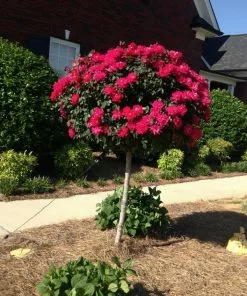 Fast Growing Trees Rose Trees Knock Out® Rose Tree