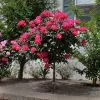 Fast Growing Trees Rose Trees Knock Out® Rose Tree 1 Fast Growing Trees Rose Trees Knock Out® Rose Tree