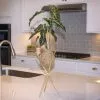 Fast Growing Trees Kokedama Alocasia Plant 1 Fast Growing Trees Kokedama Alocasia Plant