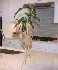 Fast Growing Trees Kokedama Alocasia Plant