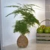 Fast Growing Trees Kokedama Asparagus Fern Plant 1 Fast Growing Trees Kokedama Asparagus Fern Plant